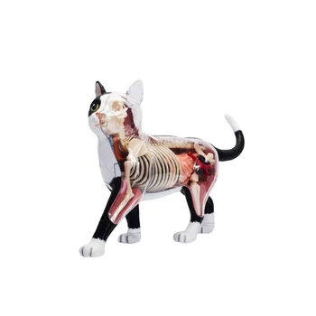 Анатомическая модель органа животного 4D Игрушка для сборки интеллекта кошки Обучающая Анатомическая модель DIY Научно-популярная техника